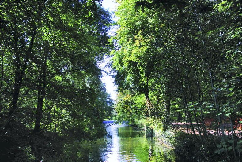 Students explore the role of forestry in climate change  